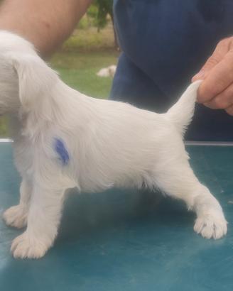 cuccioli di schnauzer nani bianchi