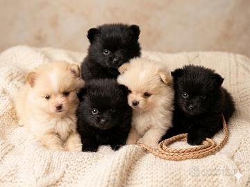 Pomerania