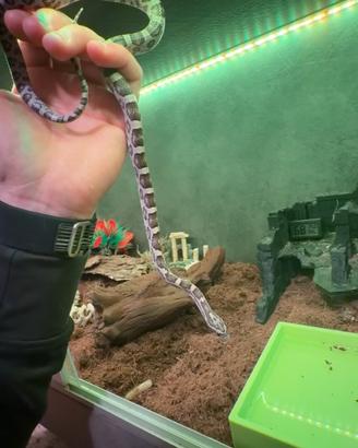 Pantherophis guttatus - serpente del grano ?