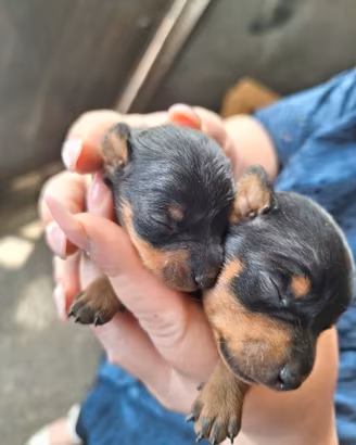 Pinscher