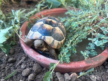 Tartaruga