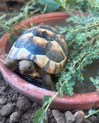 Tartaruga