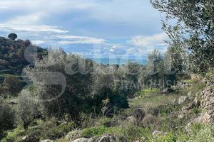 Terreno Agricolo Gaeta [Cod. rif T53VCG]
