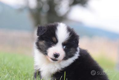 Miniature american shepherd