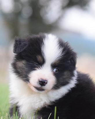 Miniature american shepherd
