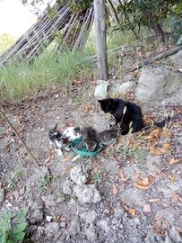 Cuccioli di gatto