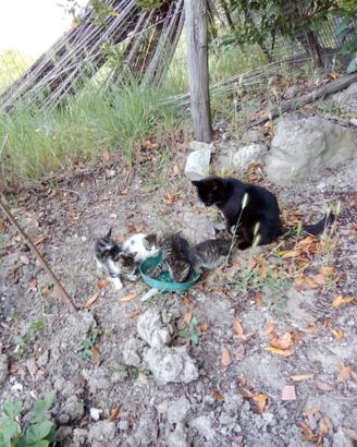 Cuccioli di gatto