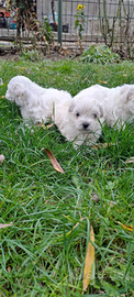 Maltesi cuccioli