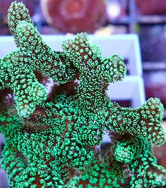 Seriatopora caliendrum
