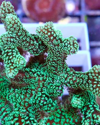 Seriatopora caliendrum
