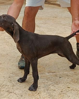 Cucciolo femmina bracco tedesco