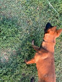 Cuccioli pastori belga malinois
