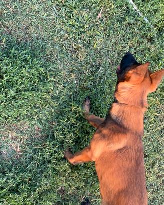 Cuccioli pastori belga malinois