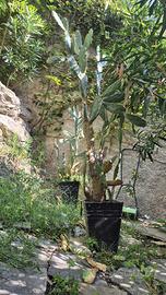2 piante in vaso Cactus Opuntia grandi + 2 piccoli