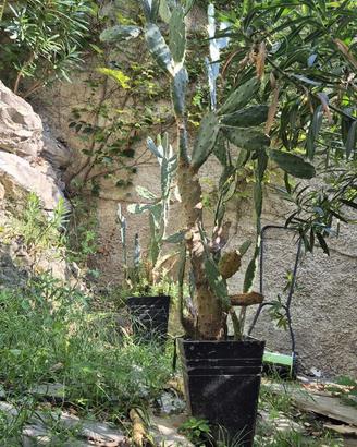 2 piante in vaso Cactus Opuntia grandi + 2 piccoli