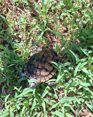 Tartarughe Acqua Dolce