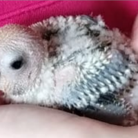 Conuri del sole da nido