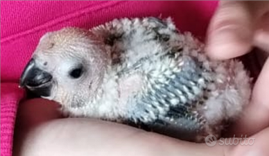 Conuri del sole da nido