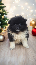 Spitz pomerania