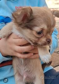 Maschio simil chihuahua