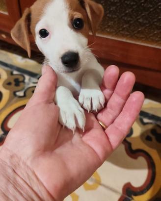 Cuccioli Jack Russell