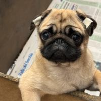 Cucciolo carlino