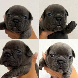 Cuccioli di Bulldog francese (colorazione blue)