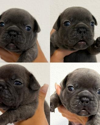 Cuccioli di Bulldog francese (colorazione blue)