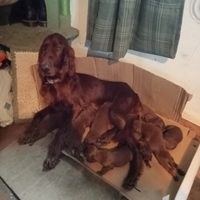 Cuccioli setter irlandese