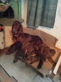 Cuccioli setter irlandese