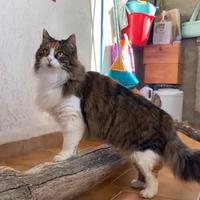 Puffetta Gattina 2 anni