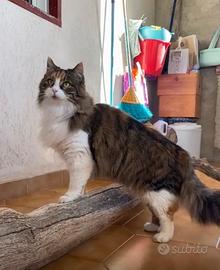 Puffetta Gattina 2 anni