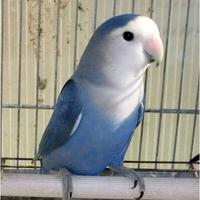 C.o.m.pro Pappagalli