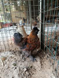 Disponibili giovani galli di Moroseta