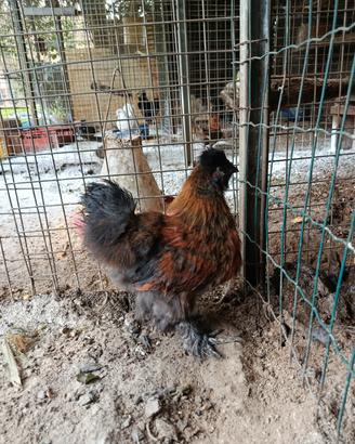 Disponibili giovani galli di Moroseta