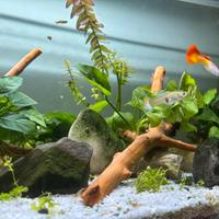 Guppy