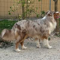 Pastore Australiano per Monta