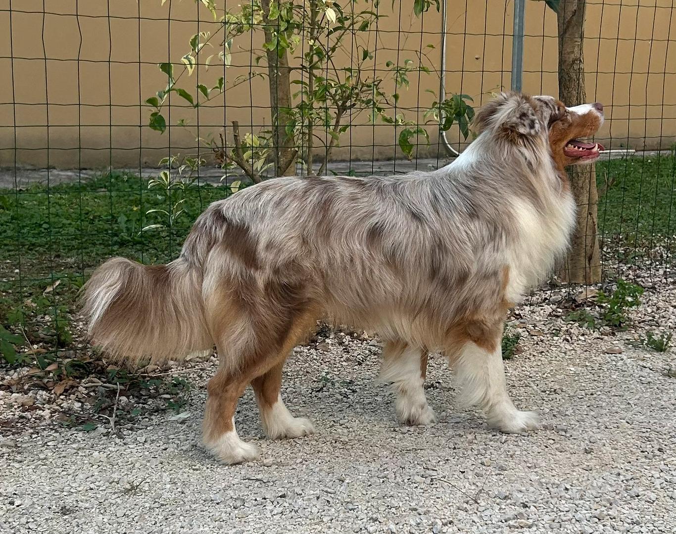 Pastore Australiano per Monta, image size:1366x1080