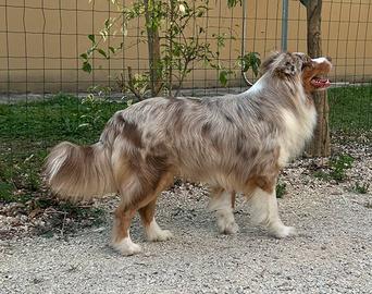 Pastore Australiano per Monta