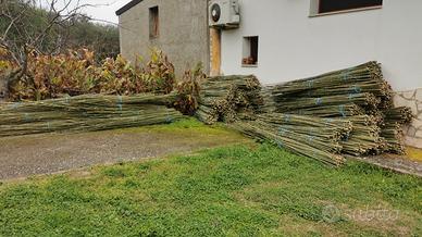 canne di bambu