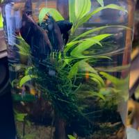 Acquario , Pesci Betta