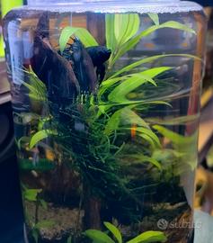 Acquario , Pesci Betta