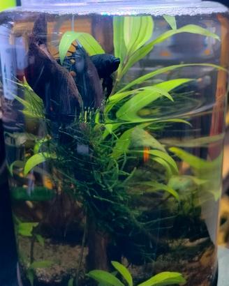 Acquario , Pesci Betta