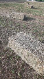 Medica selezionata - ballette - presse di fieno