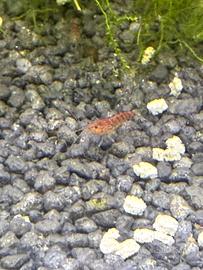 Caridine red cherry