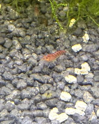 Caridine red cherry