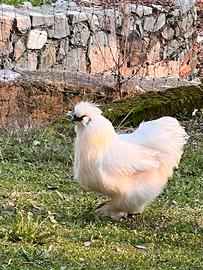 Gallo moroseta bianco