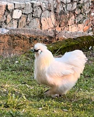 Gallo moroseta bianco