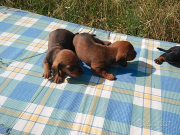 Cuccioli Bassotto nano