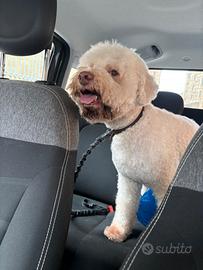 Lagotto accoppiamento
